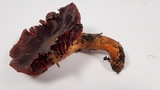 Cortinarius smithii image