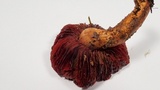 Cortinarius smithii image