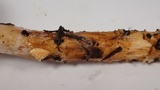 Cortinarius mucosus image