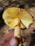 Amanita cochiseana image
