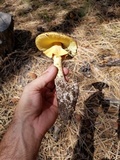 Amanita cochiseana image