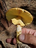 Amanita cochiseana image