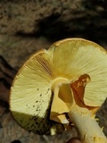 Amanita cochiseana image