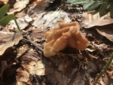 Gyromitra korfii image