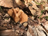 Gyromitra korfii image