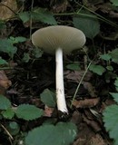 Megacollybia platyphylla image