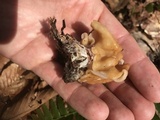 Gyromitra korfii image