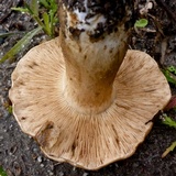 Tricholoma dryophilum image
