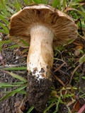 Tricholoma dryophilum image
