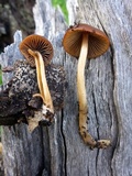 Parasola conopilea image