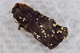 Lachnellula ellisiana image