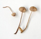 Mycena sanguinolenta image