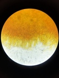 Lachnellula ellisiana image