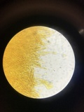 Lachnellula ellisiana image
