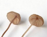 Mycena sanguinolenta image