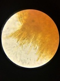 Lachnellula ellisiana image