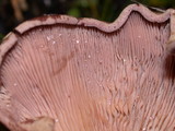 Panus conchatus image