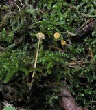 Rickenella fibula image