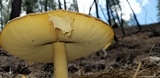 Amanita cochiseana image