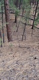 Amanita cochiseana image