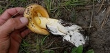 Amanita cochiseana image