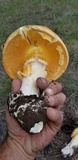 Amanita cochiseana image