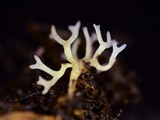 Ramariopsis minutula image