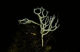 Ramariopsis minutula image