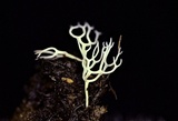 Ramariopsis minutula image