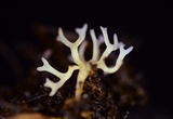 Ramariopsis minutula image