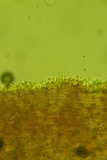 Ramariopsis minutula image