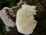 Earliella scabrosa image