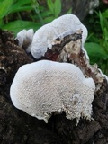Earliella scabrosa image