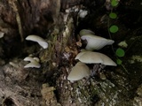 Pleurotus djamor image