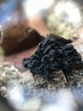 Tremella boraborensis image