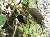 Auricularia nigricans image