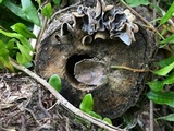 Auricularia nigricans image