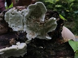 Earliella scabrosa image