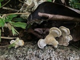 Trametes menziesii image