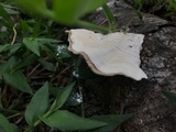 Trametes menziesii image