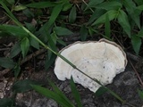 Trametes menziesii image
