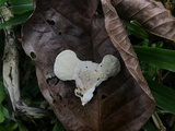 Trametes menziesii image