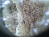 Trametes menziesii image
