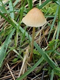 Galerina dimorphocystis image