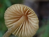 Galerina dimorphocystis image
