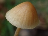 Galerina dimorphocystis image