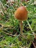 Galerina dimorphocystis image