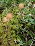 Galerina dimorphocystis image