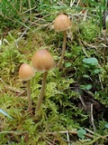 Galerina dimorphocystis image