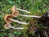 Galerina dimorphocystis image